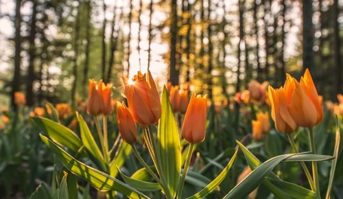 Keukenhof, de plaats voor bloemenliefhebbers